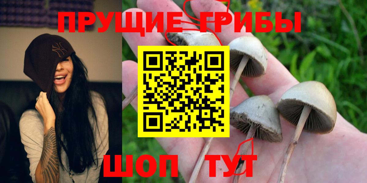 Псилоцибиновые грибы Psilocybine cubensis Воткинск
